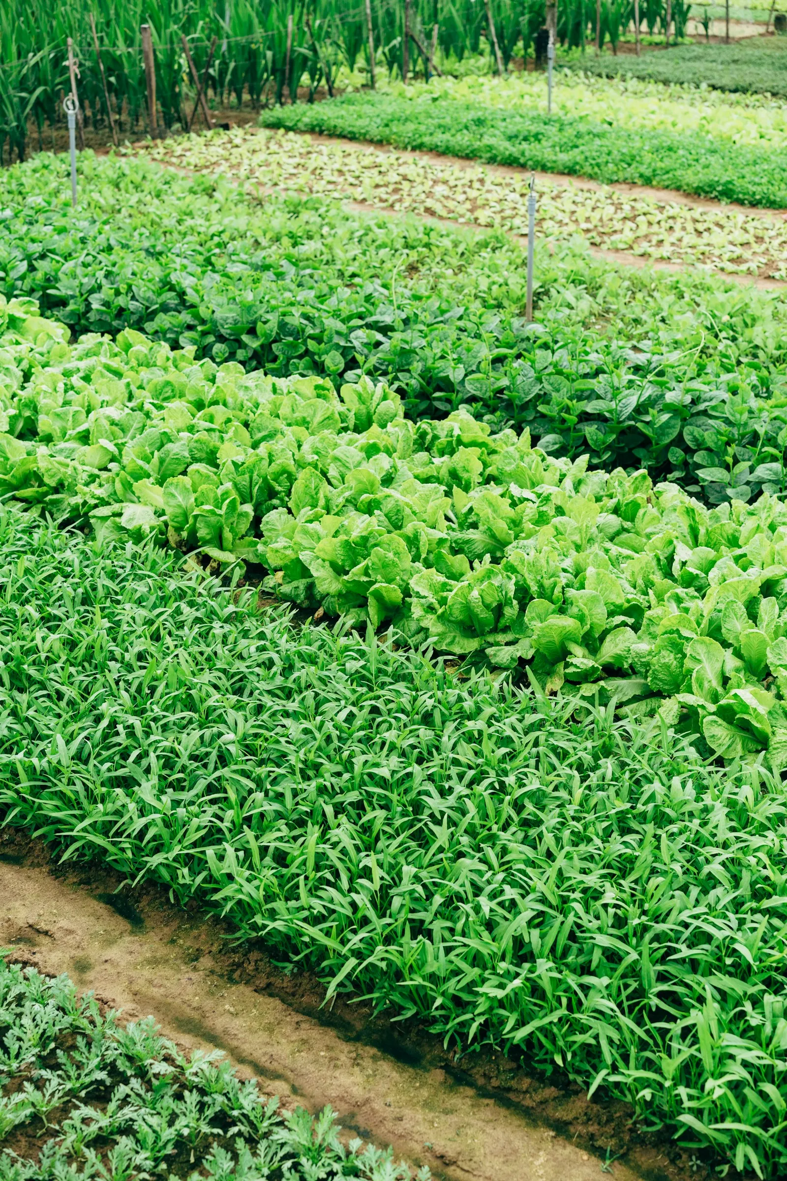 Hortícolas